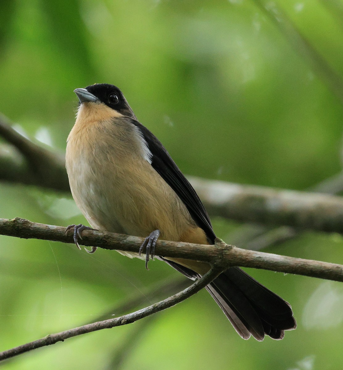 Black-goggled Tanager - ML617802919
