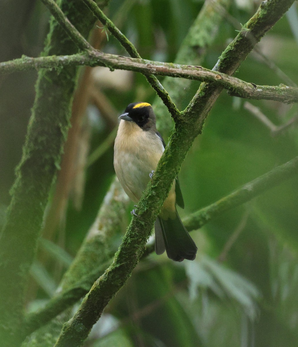 Black-goggled Tanager - ML617802923