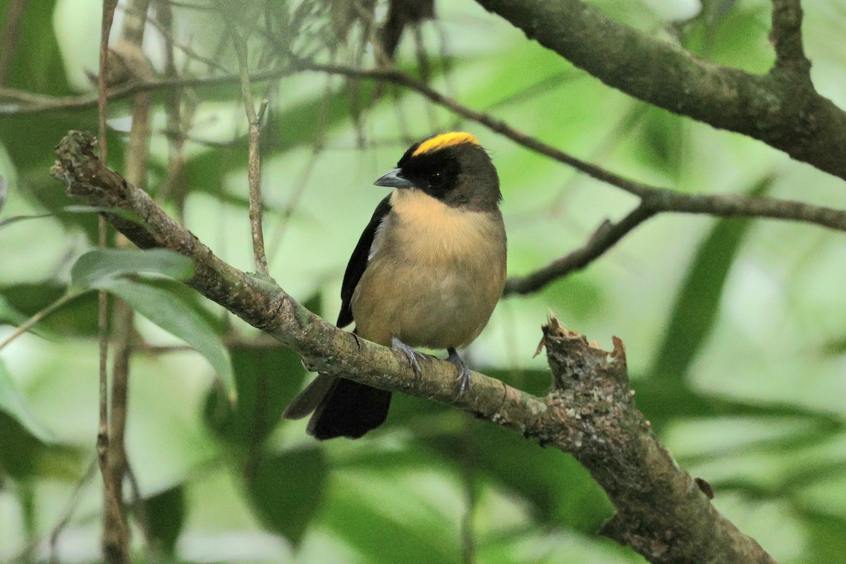 Black-goggled Tanager - ML617802924