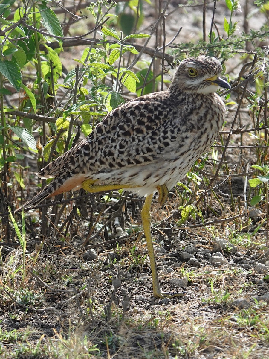 Spotted Thick-knee - ML617802943