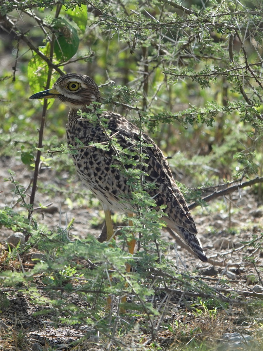 Spotted Thick-knee - ML617802952