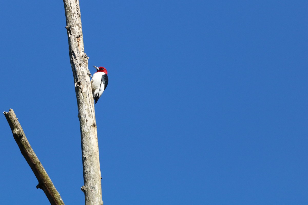Red-headed Woodpecker - ML617802982