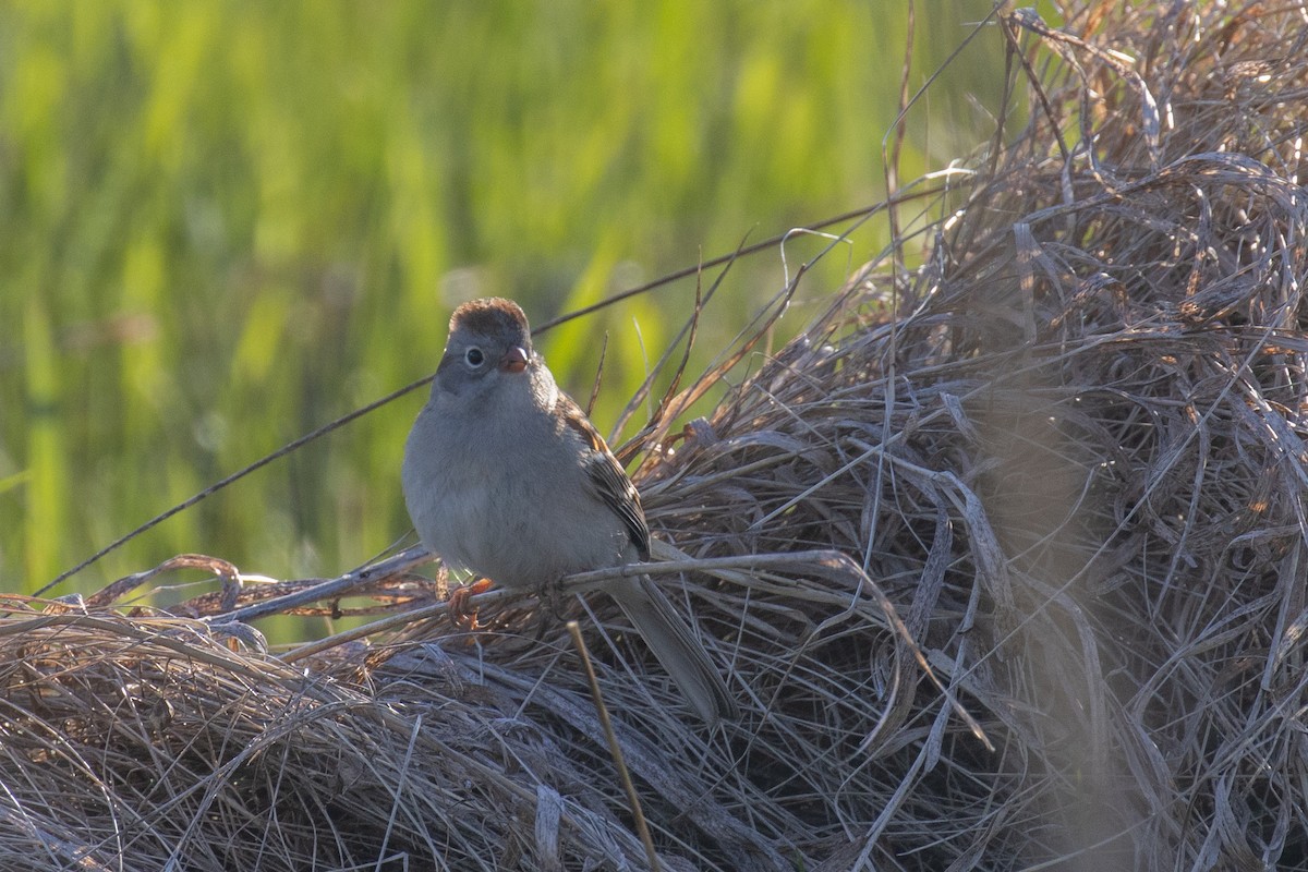 Field Sparrow - Christine Mason