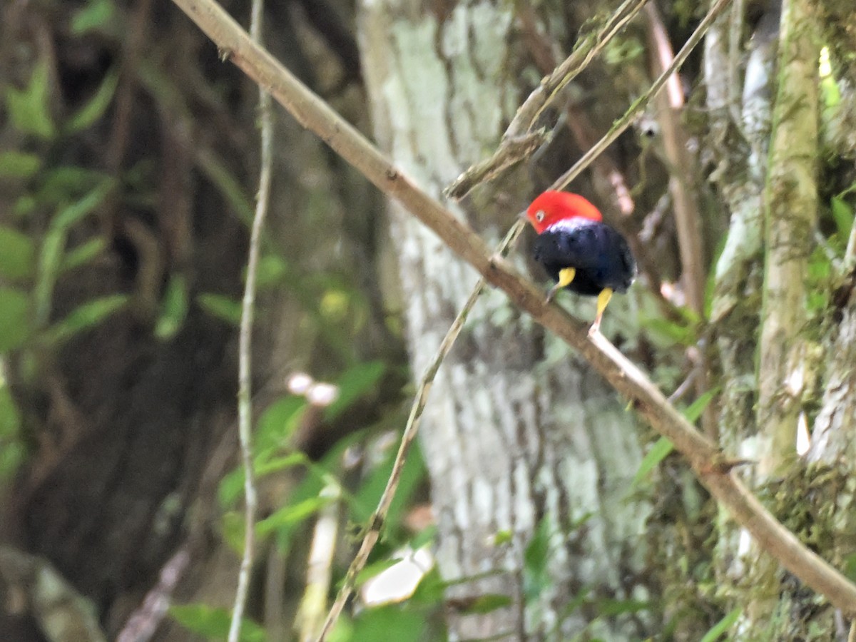 Red-capped Manakin - ML617803083