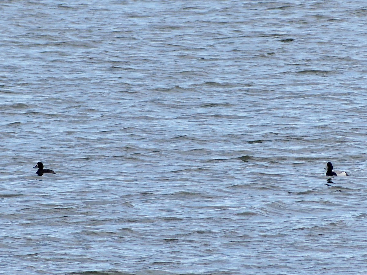Greater/Lesser Scaup - ML617803123