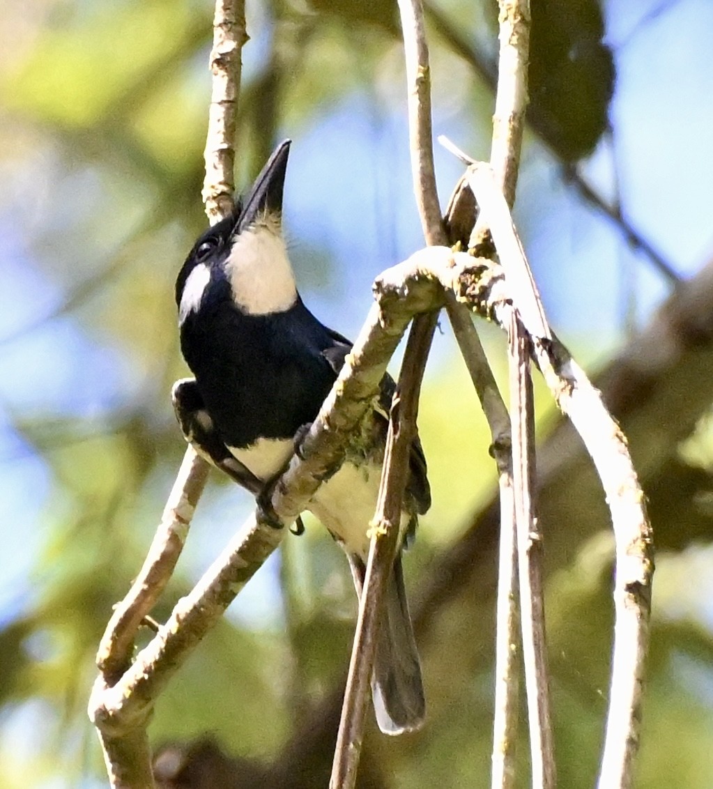 Black-breasted Puffbird - ML617803153