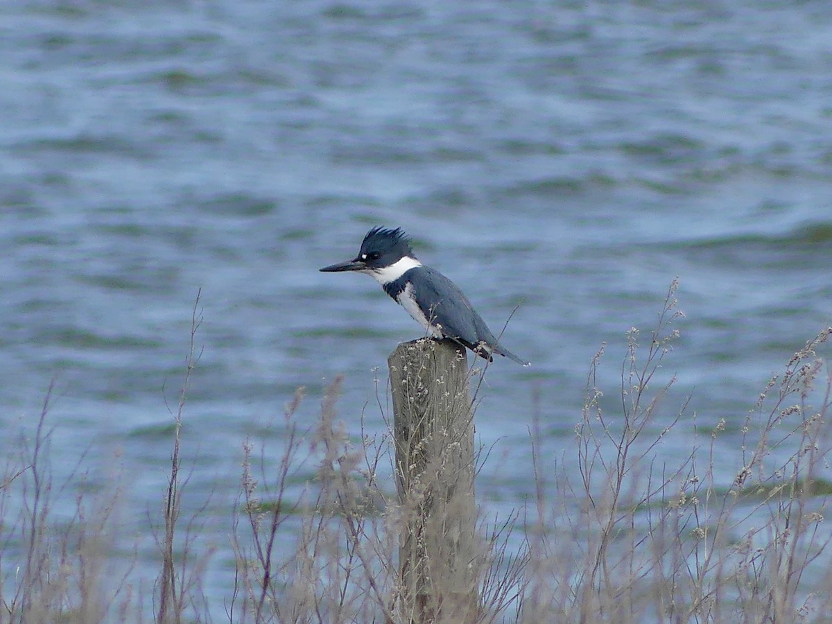 Belted Kingfisher - ML617803154