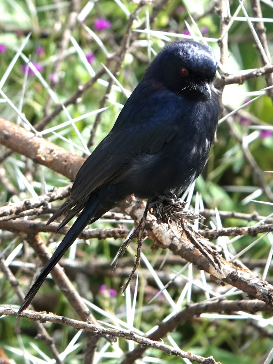 Fork-tailed Drongo - ML617803191