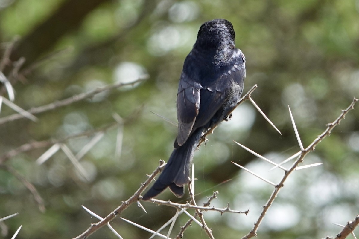 Fork-tailed Drongo - ML617803192