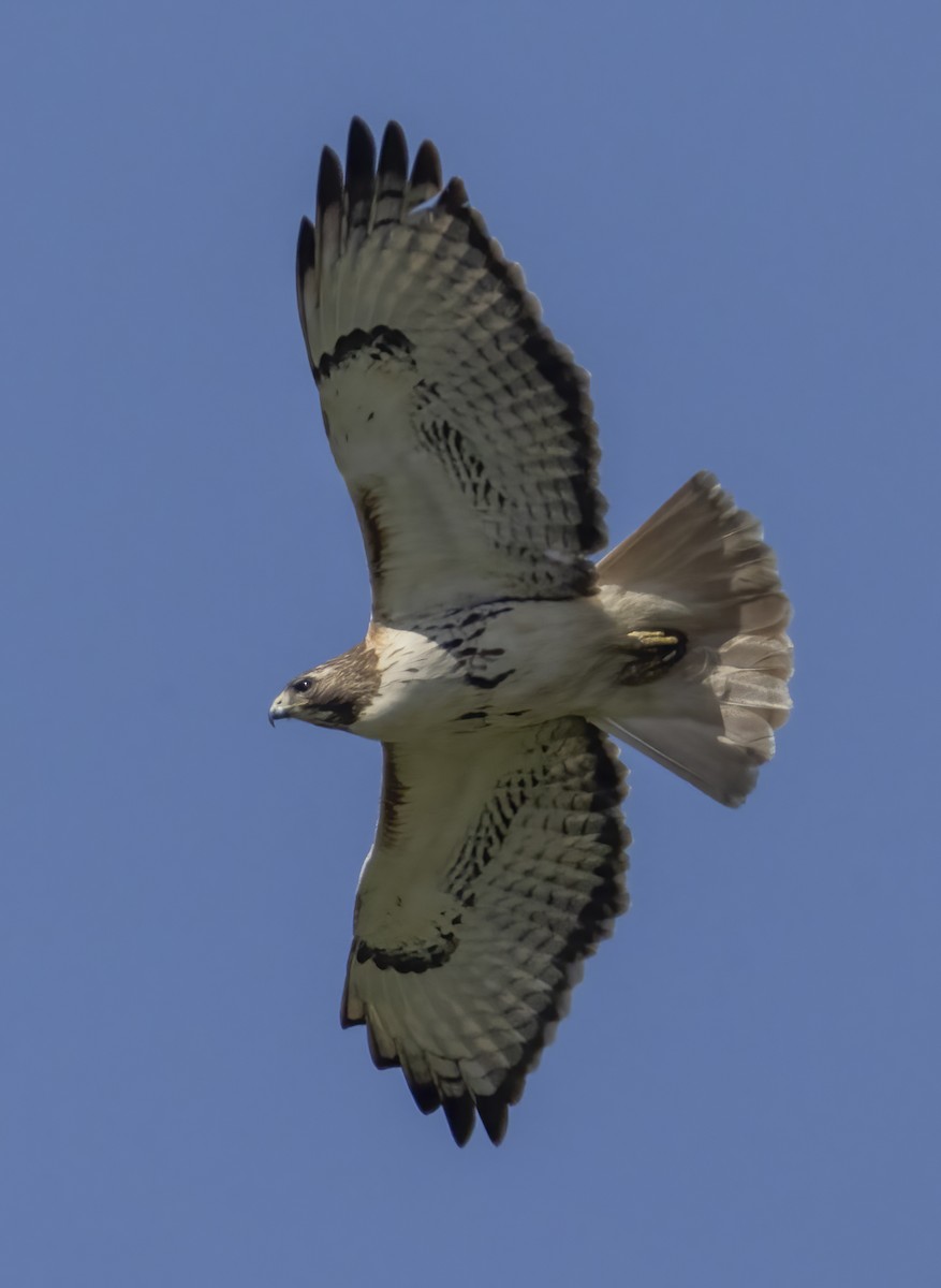 Red-tailed Hawk - ML617803236