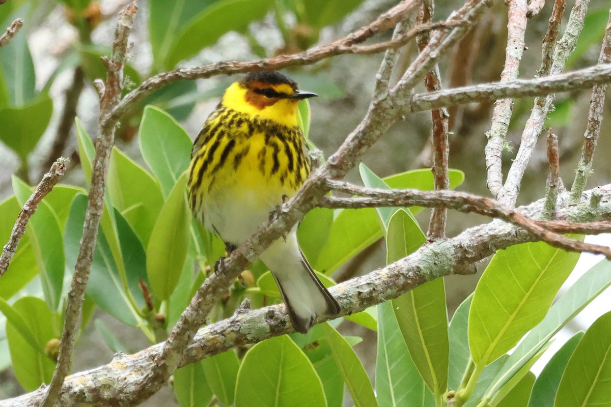 Cape May Warbler - ML617803294