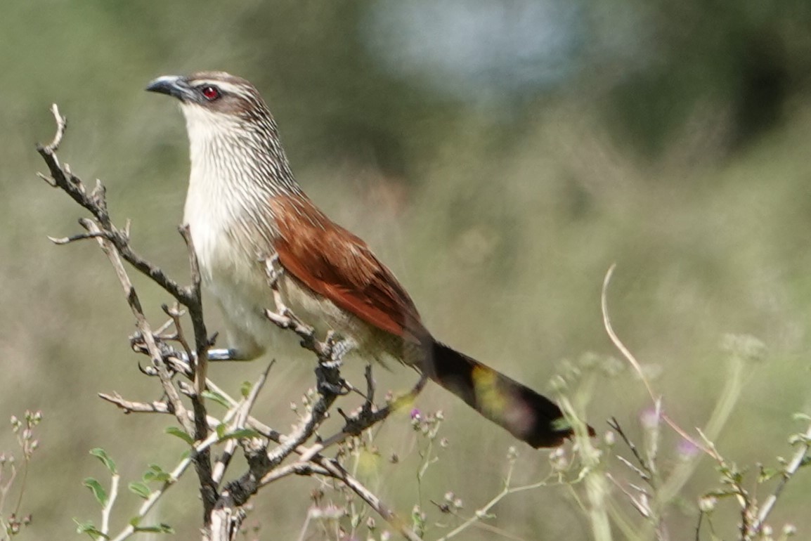 White-browed Coucal - ML617803324