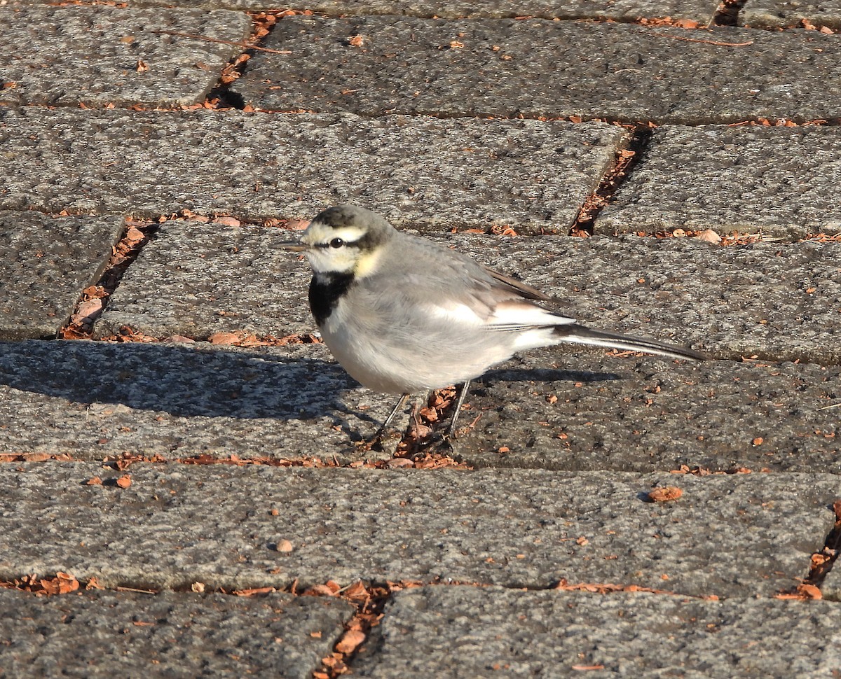 White Wagtail (Black-backed) - ML617803484