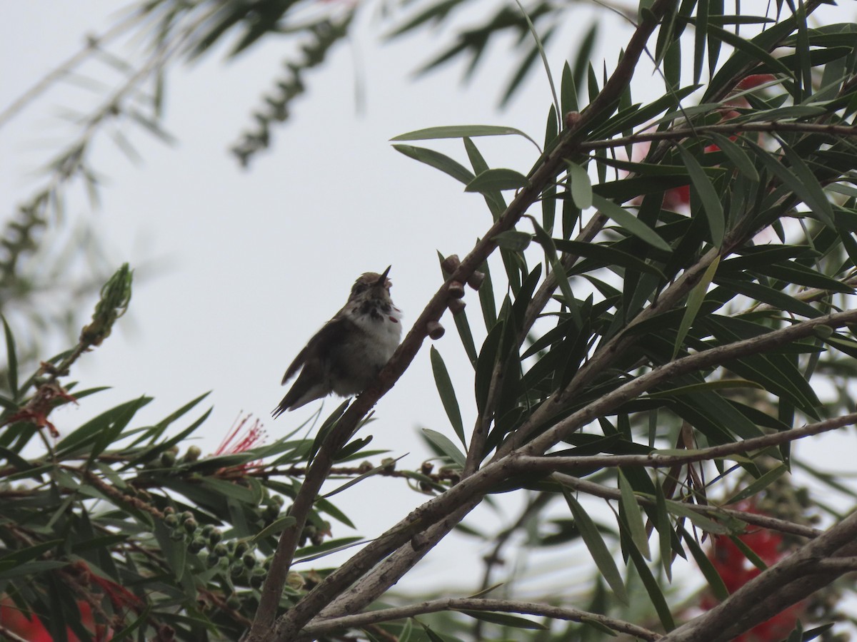 eBird Checklist - 22 Apr 2024 - Crown Valley Community Park & Niguel ...