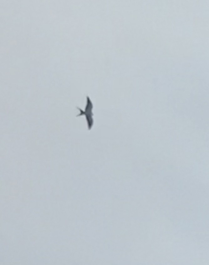 Swallow-tailed Kite - ML617803664