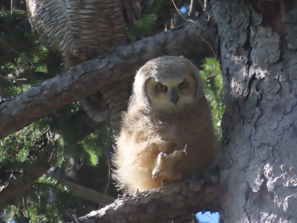 Great Horned Owl - ML617803673