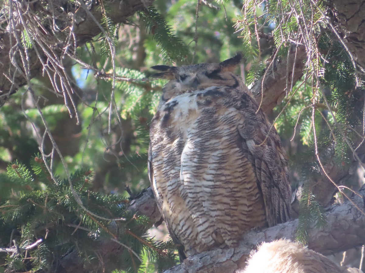 Great Horned Owl - ML617803674