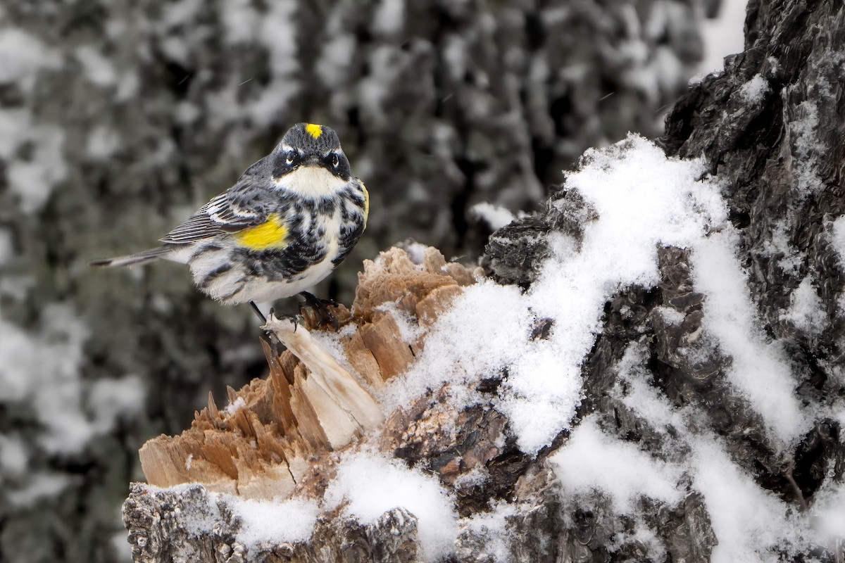 Yellow-rumped Warbler - Ashley Pichon