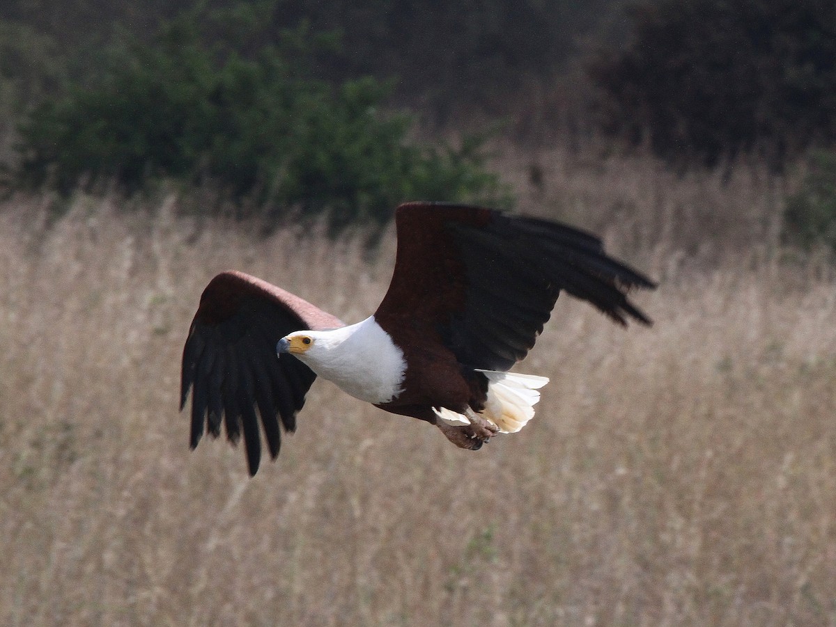 African Fish-Eagle - ML617803683