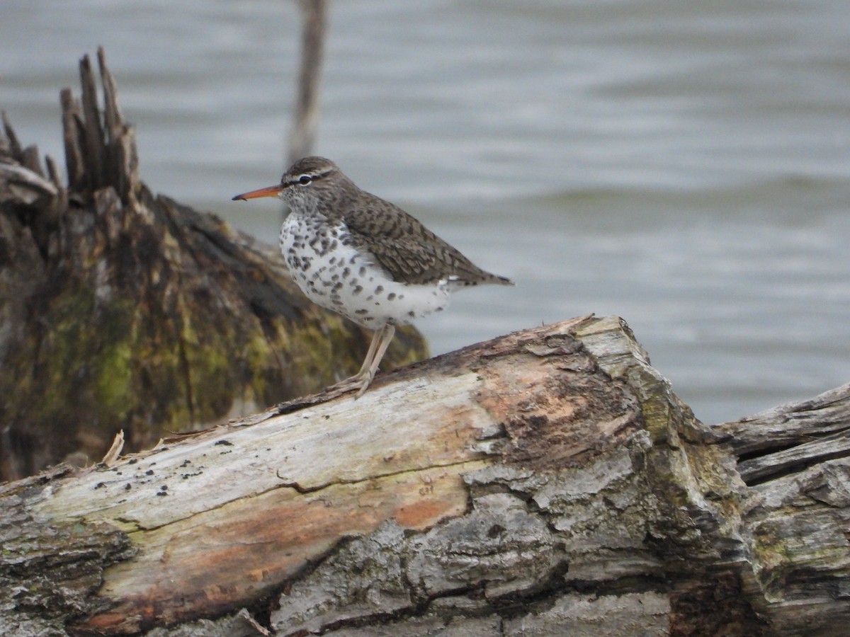 Spotted Sandpiper - Chad Wilson
