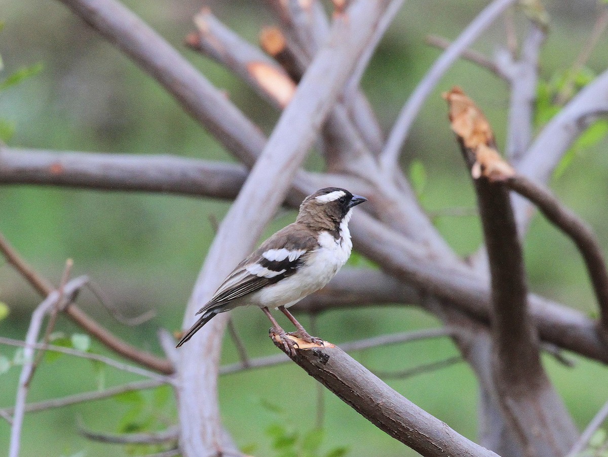 White-browed Sparrow-Weaver - Geoff Butcher