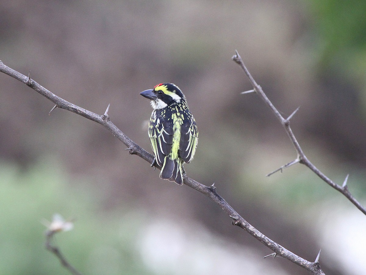Red-fronted Barbet - ML617803851