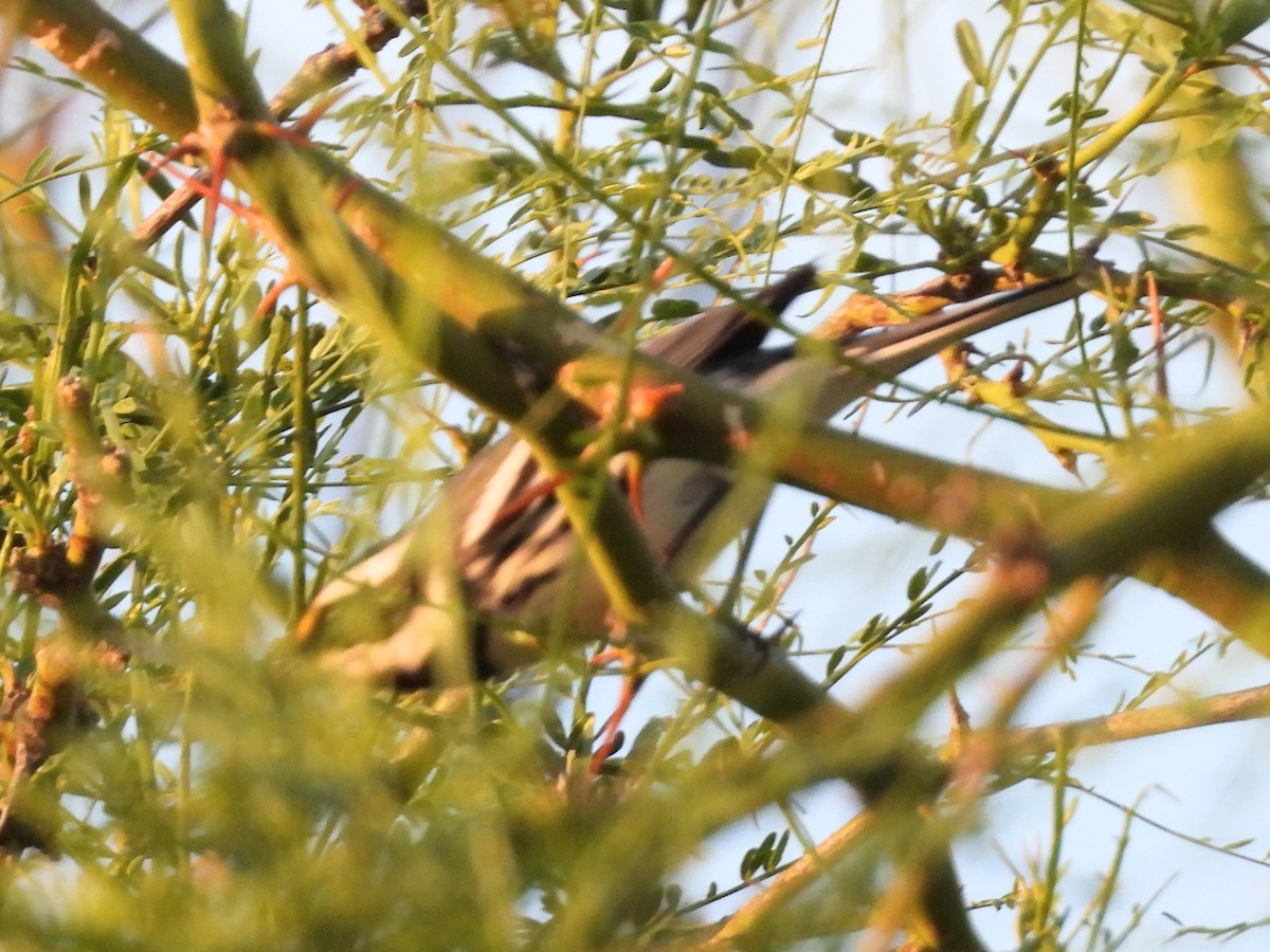 Black-throated Gray Warbler - ML617803865