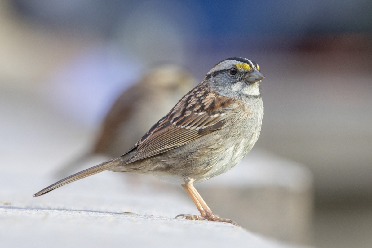 White-throated Sparrow - ML617803888