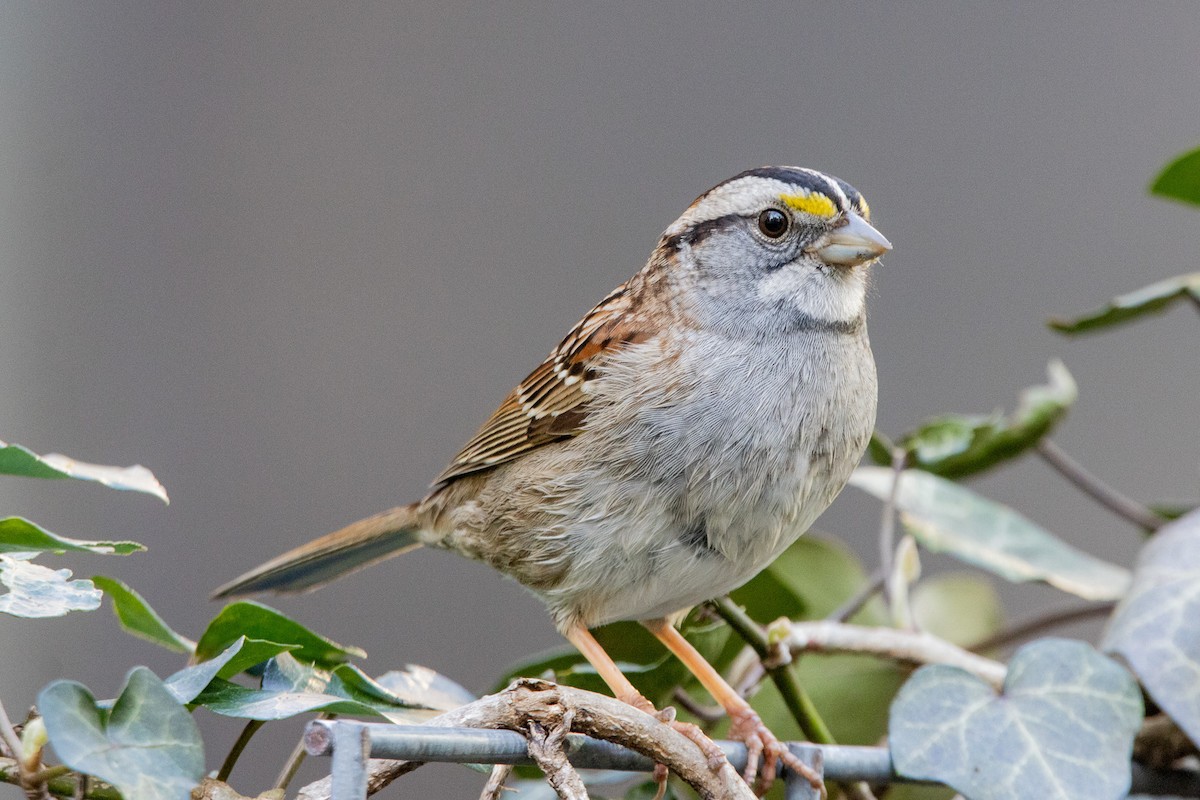 White-throated Sparrow - ML617803889