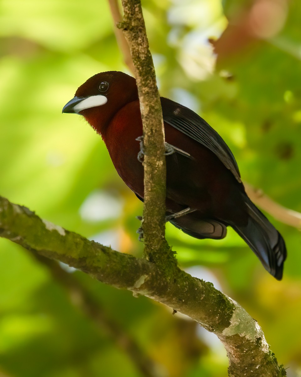 Silver-beaked Tanager - ML617803899
