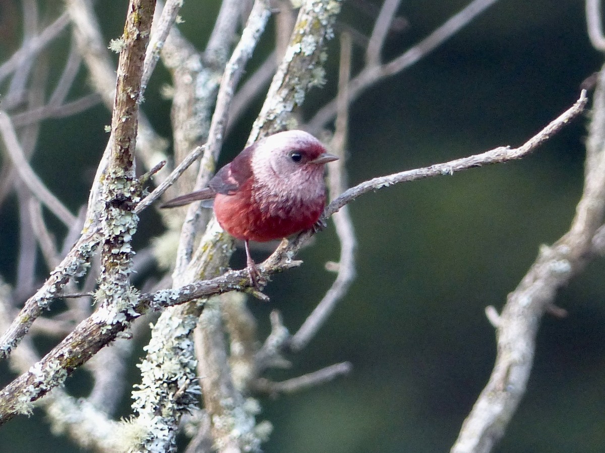 Pink-headed Warbler - Jenny Bowman
