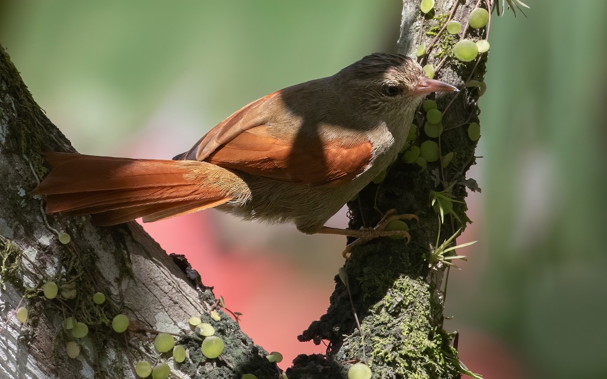 Crested Spinetail - ML617803992