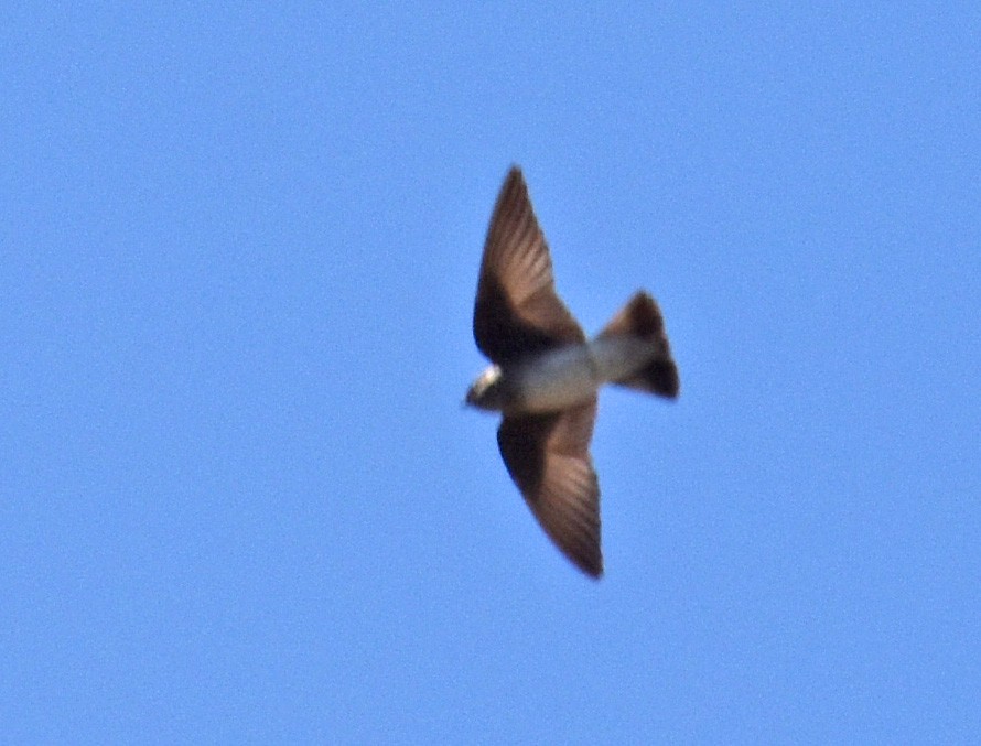 Northern Rough-winged Swallow - Carol Berney
