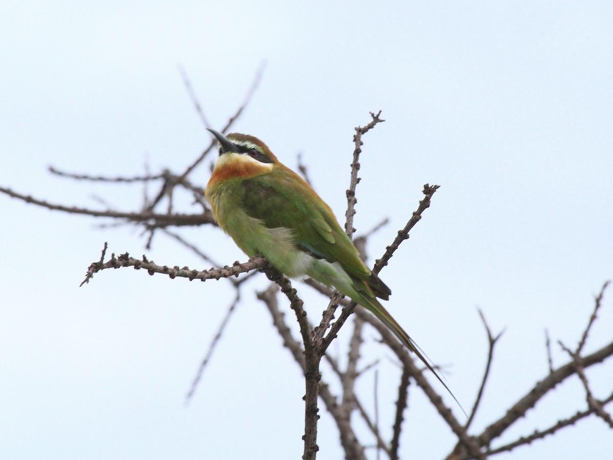 Madagascar Bee-eater - Geoff Butcher