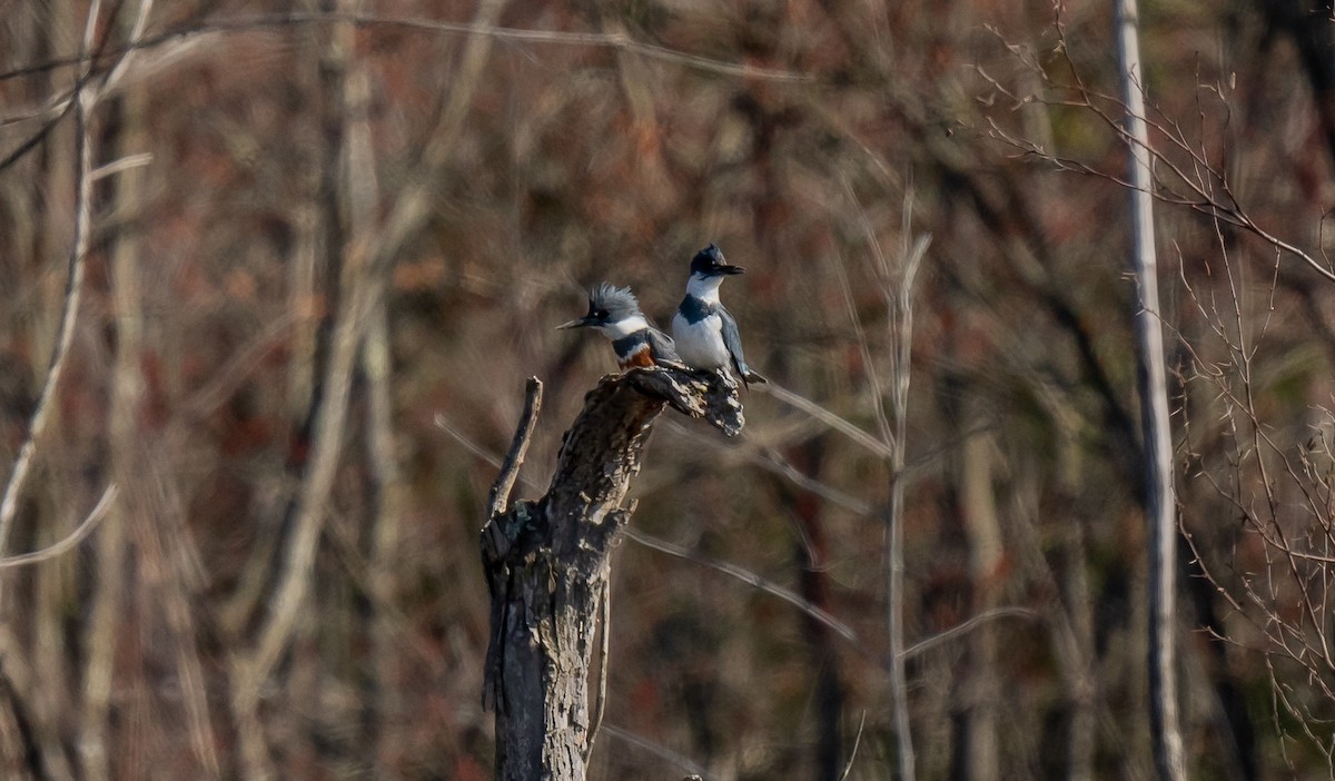 Belted Kingfisher - ML617804061