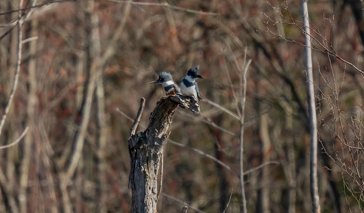 Belted Kingfisher - ML617804062