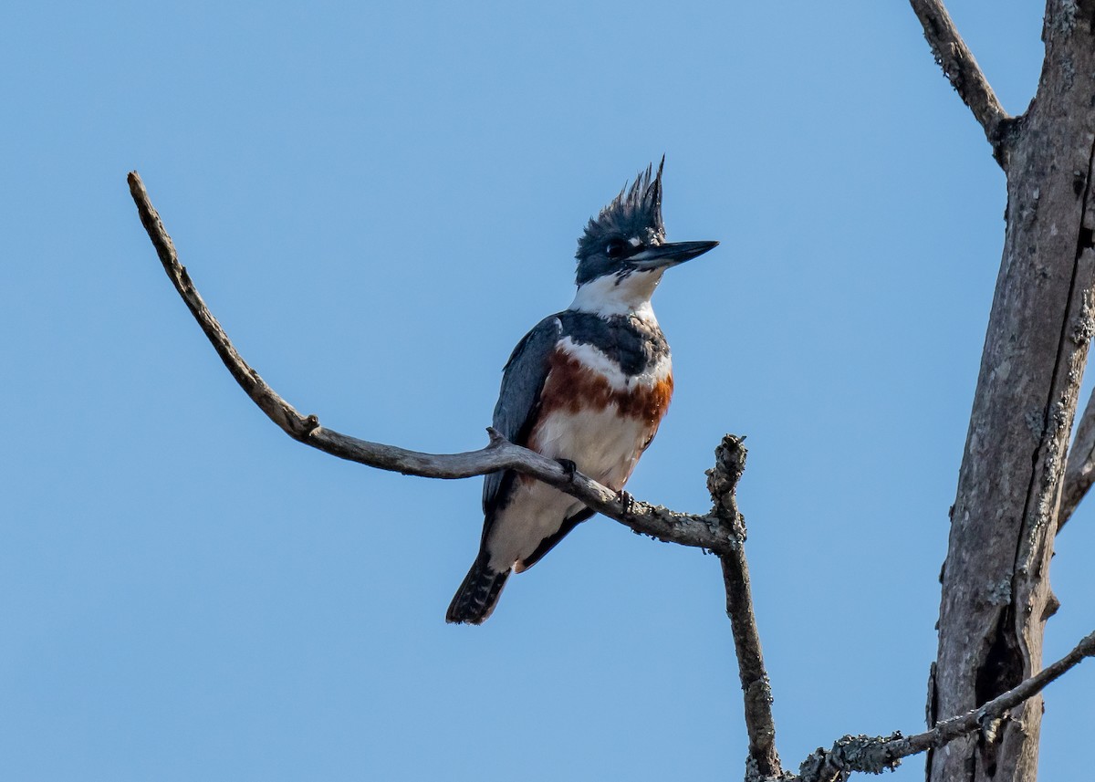 Belted Kingfisher - ML617804064