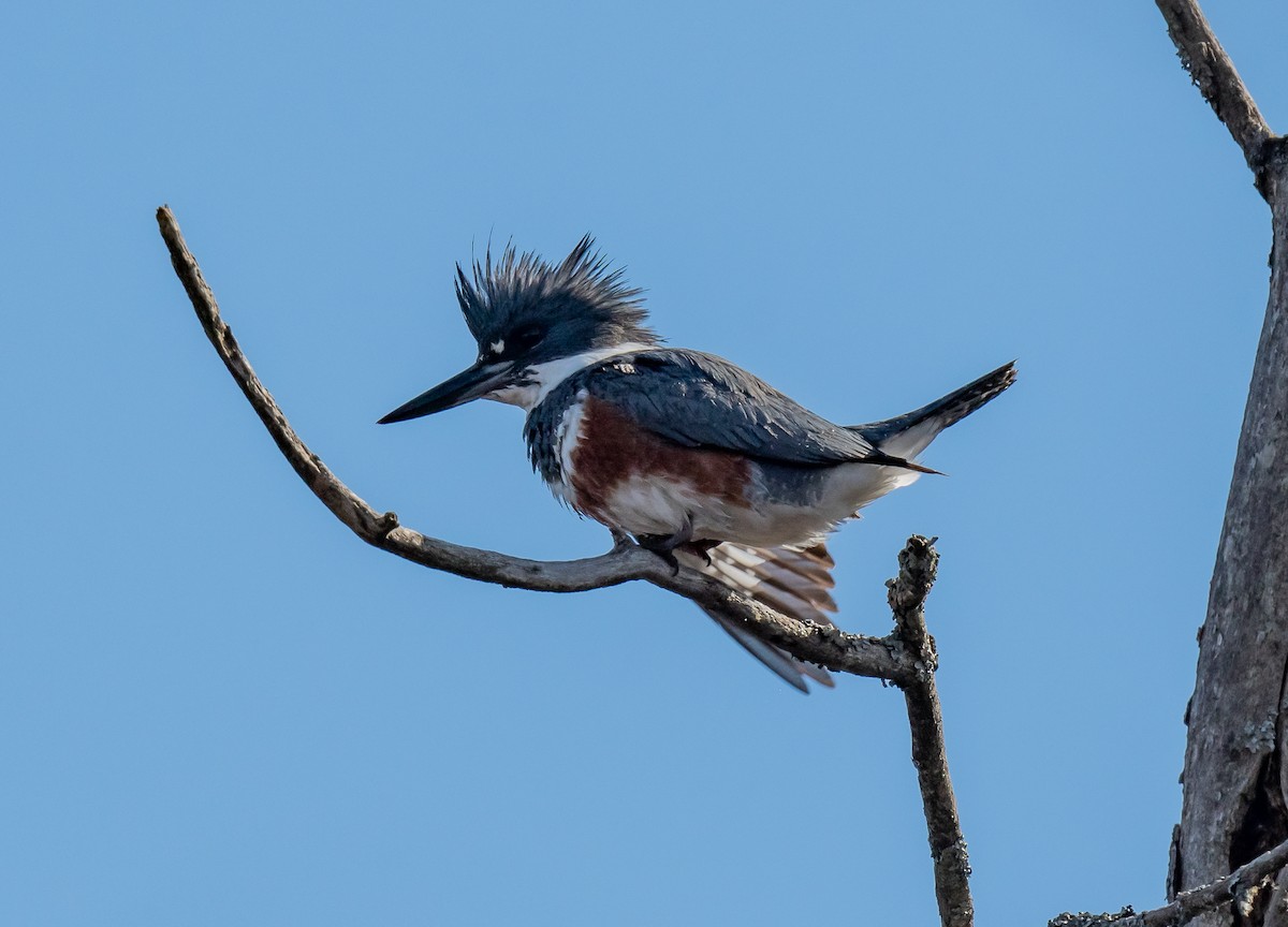 Belted Kingfisher - ML617804065
