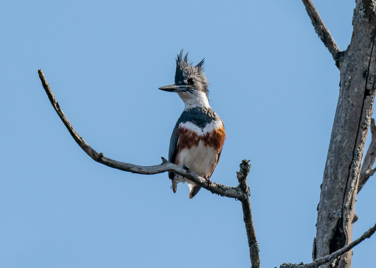 Belted Kingfisher - ML617804066