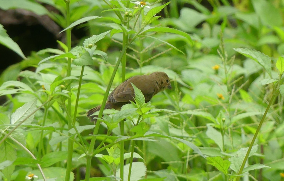 Thick-billed Seed-Finch - ML617804130