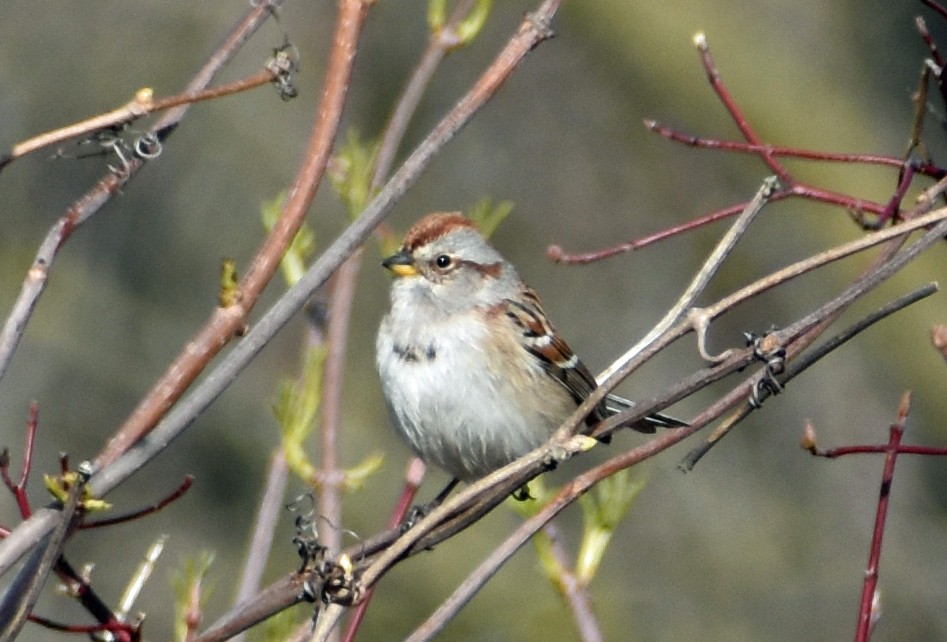 American Tree Sparrow - Carol Berney