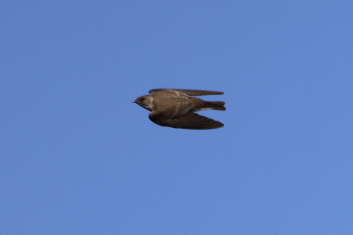 Northern Rough-winged Swallow - Kirstin Shrode