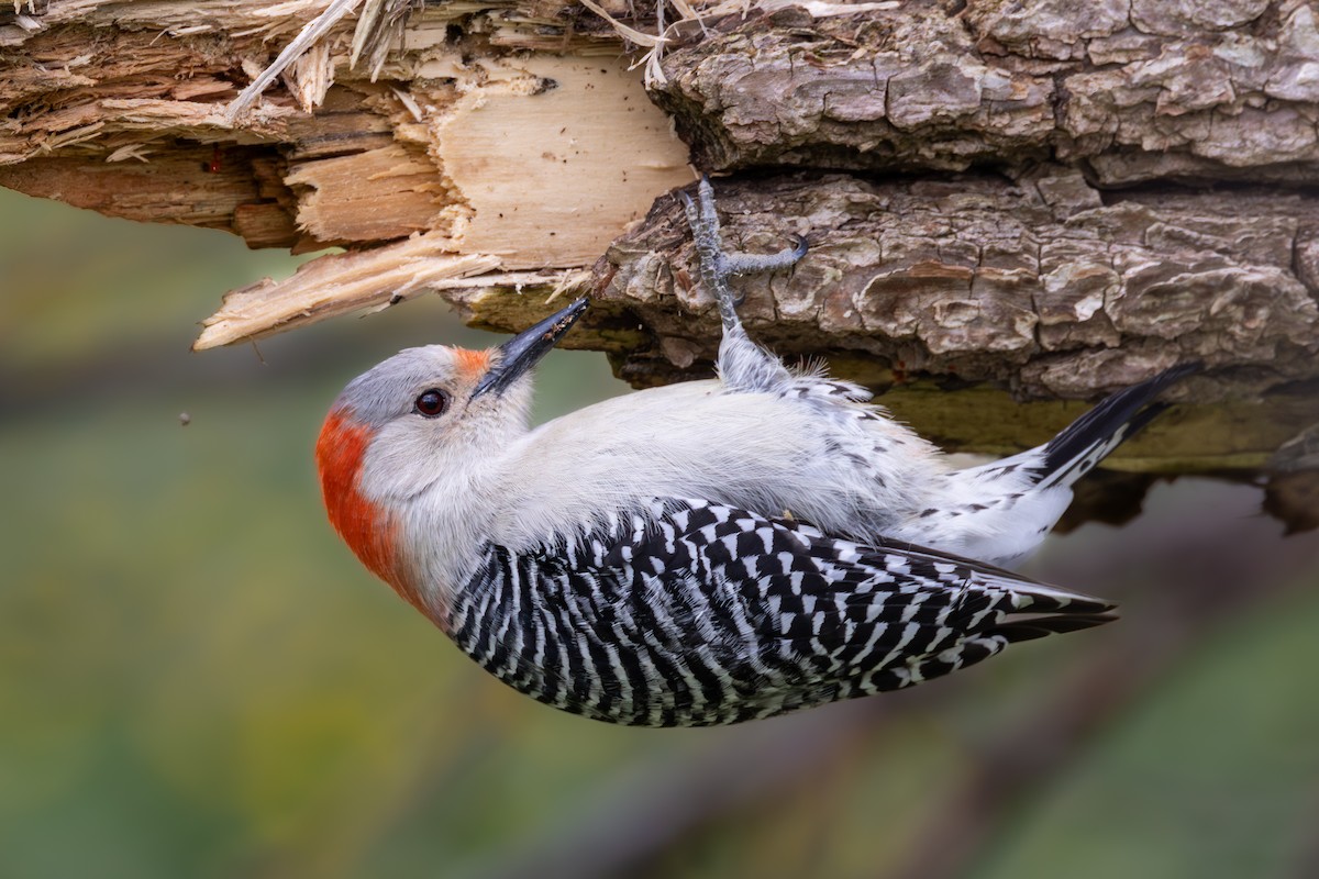Red-bellied Woodpecker - ML617804199
