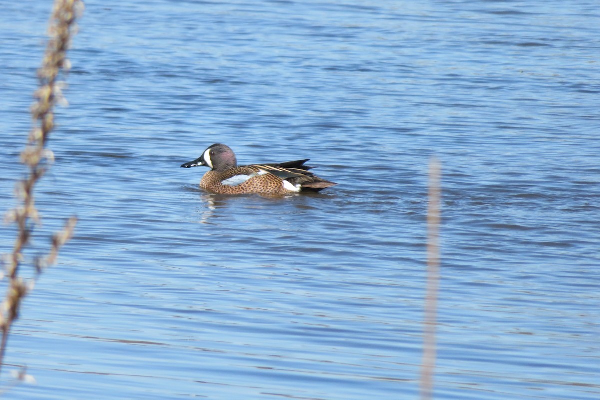 Blue-winged Teal - ML617804244