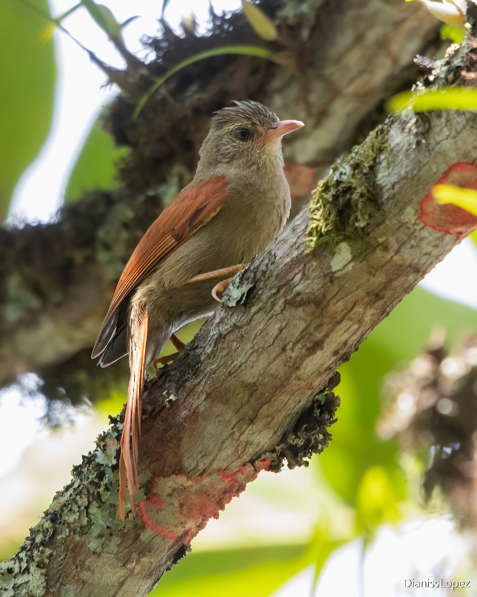 Crested Spinetail - ML617804285