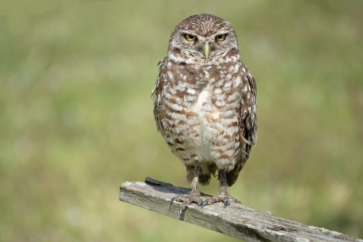 Burrowing Owl - ML617804290