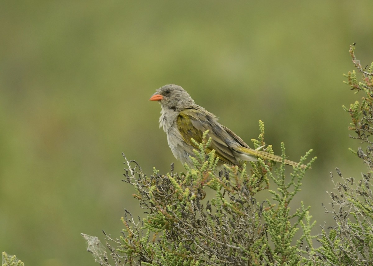 Great Pampa-Finch - Eugenia Boggiano