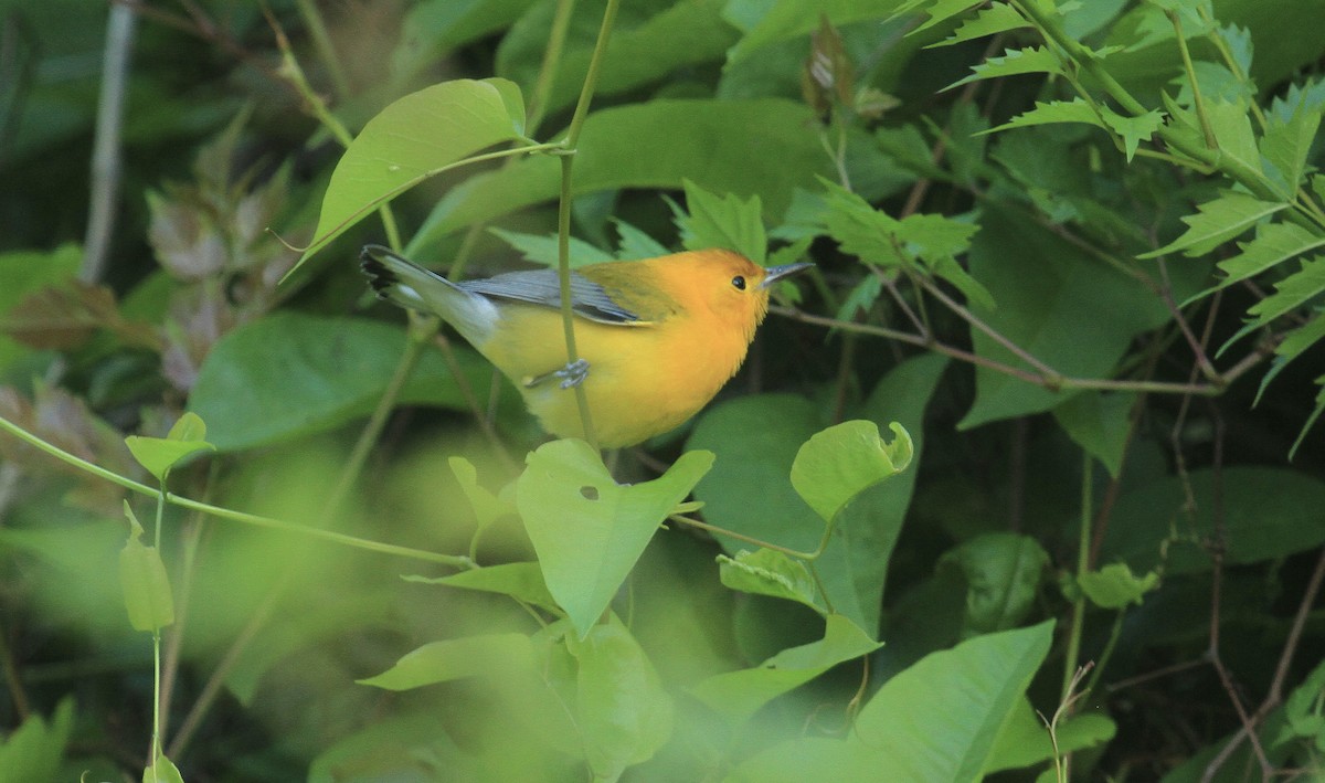 Prothonotary Warbler - ML617804392