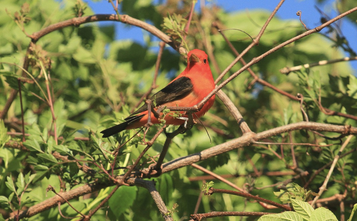 Scarlet Tanager - ML617804421