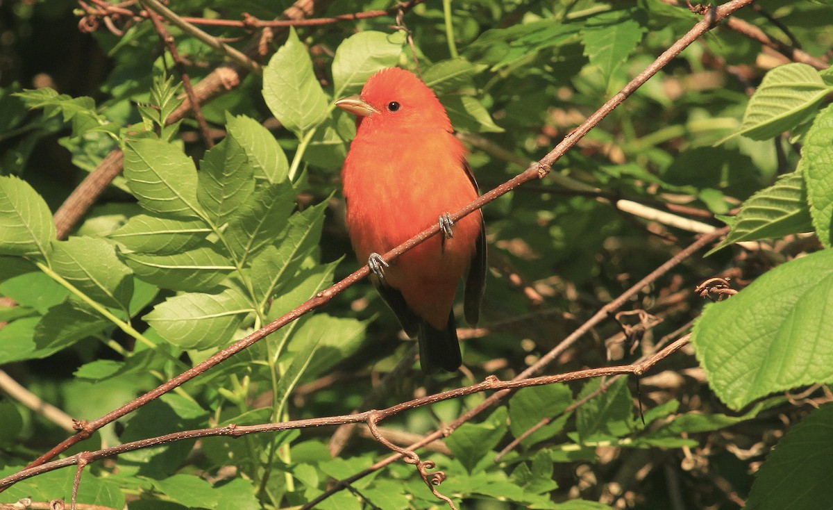 Scarlet Tanager - ML617804422